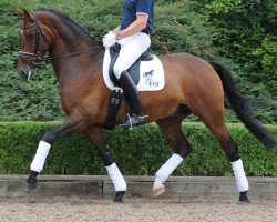 dressage horse Egistar (KWPN (Royal Dutch Sporthorse), 2003, from Cabochon)