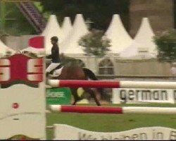 Springpferd Rambler 2 (Zangersheide Reitpferd, 1995, von Rex Z)