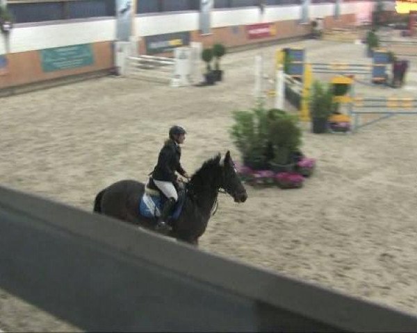 Pferd Laconiek (Zangersheide Reitpferd, 2000, von Lemmod)