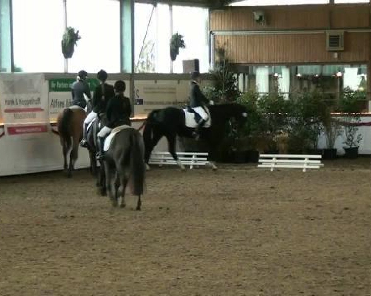 dressage horse Felix 1902 (Westphalian, 2003, from Fiano)
