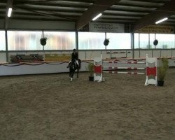 dressage horse carlchen (German Riding Pony, 1981)