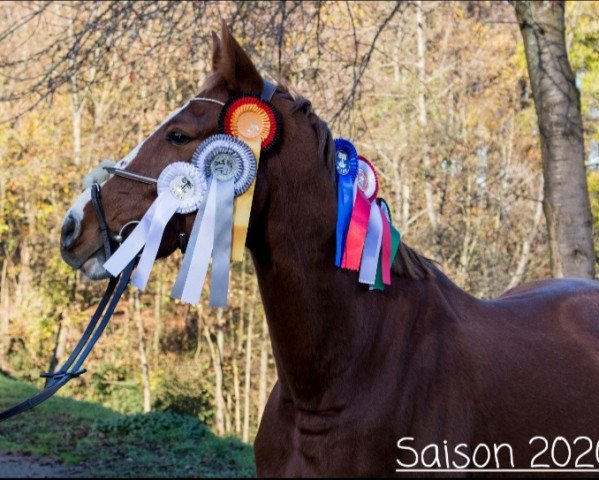 jumper Schneewittchens Kleiner Zwerg (Hanoverian, 2011, from Contagio)