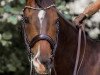 dressage horse Dreamcatcher M (Oldenburg, 2013, from Danone 4)