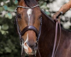 dressage horse Dreamcatcher M (Oldenburg, 2013, from Danone 4)