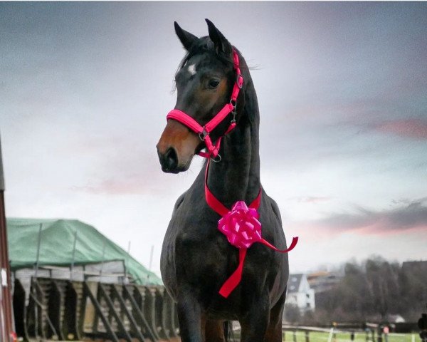 dressage horse Uzumaki (Oldenburg, 2019, from Diamond First)