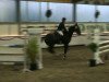 Springpferd Gwendolin 29 (Hessisches Warmblut, 1995, von Gorbi)