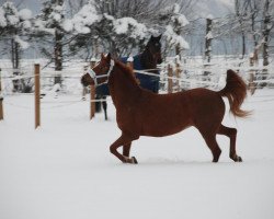 Zuchtstute Sara (Deutsches Reitpony, 2000, von Speyksbosch Nelson)