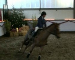 jumper Celine 31 (KWPN (Royal Dutch Sporthorse), 1992, from Furore)