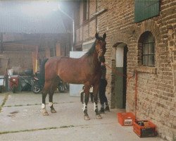 Pferd Raureif (Rheinländer, 1988, von Rekord GL)