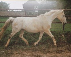 broodmare Rhapsodie in Blue (Rhinelander, 1984, from Rekord GL)