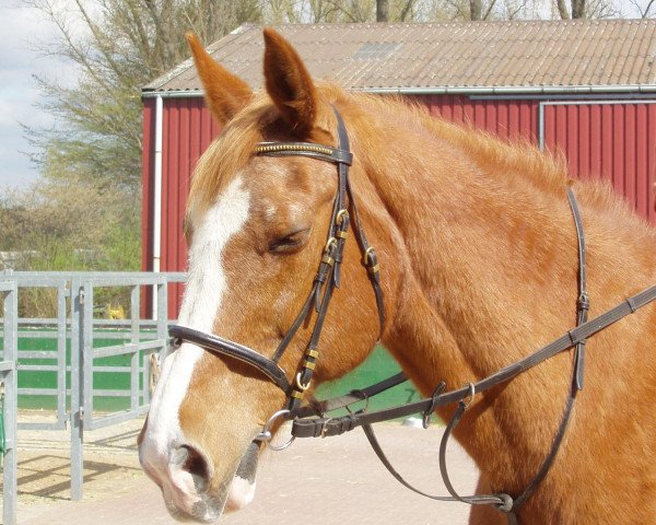 horse Favola (Bavarian, 1982, from Furino)