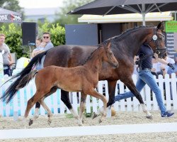 dressage horse Everglow K (Westphalian, 2022, from Ellis NRW)