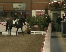 dressage horse First Selection (Westphalian, 2001)