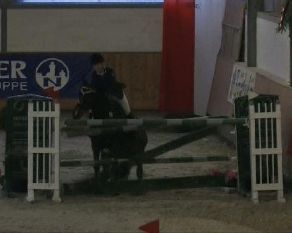 jumper Inkognito 22 (Dutch Warmblood, 2003, from Indoctro)