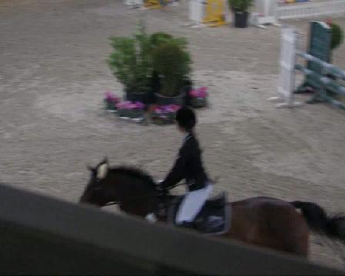 jumper Chikita 3 (Oldenburg, 2005, from Cracker Jack 5)