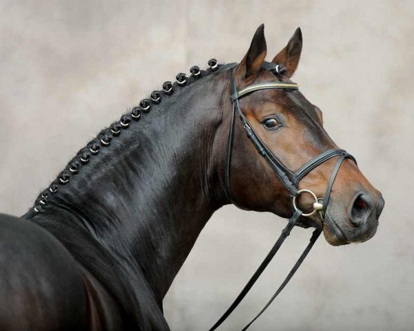 dressage horse Belstaff (Hanoverian, 2007, from Brentano II)