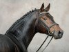 dressage horse Belstaff (Hanoverian, 2007, from Brentano II)