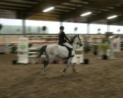 stallion Riad Chah des Aucels (Selle Français, 2005, from Bachus)