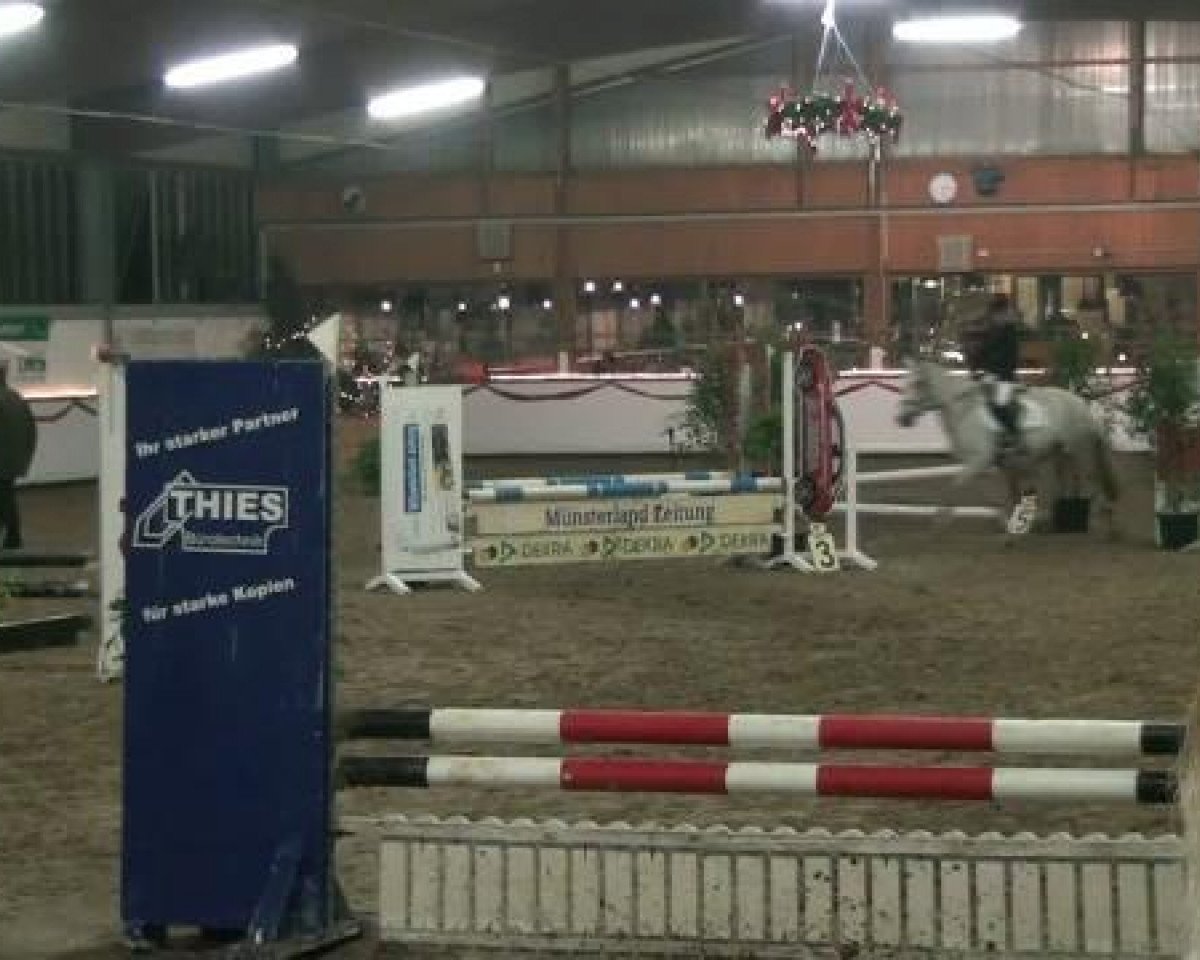 jumper Tessa (German Riding Pony, 1995, from Top Gun I)