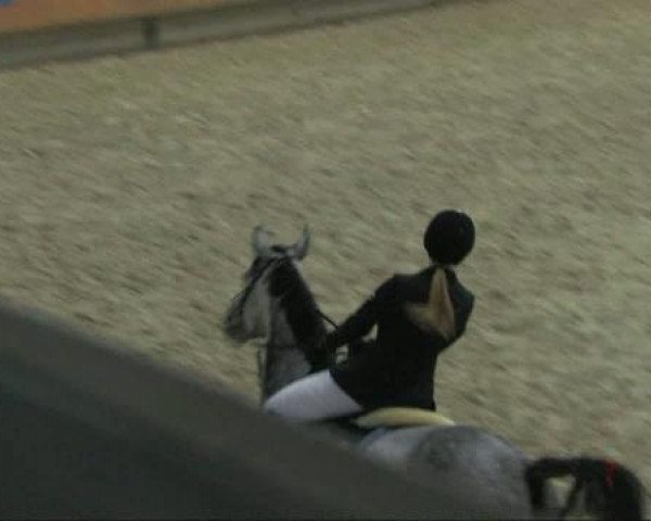 Zuchtstute Abassara (Rheinländer, 2003, von Acorado's Ass)