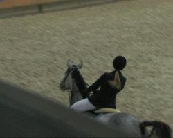 Zuchtstute Abassara (Rheinländer, 2003, von Acorado's Ass)