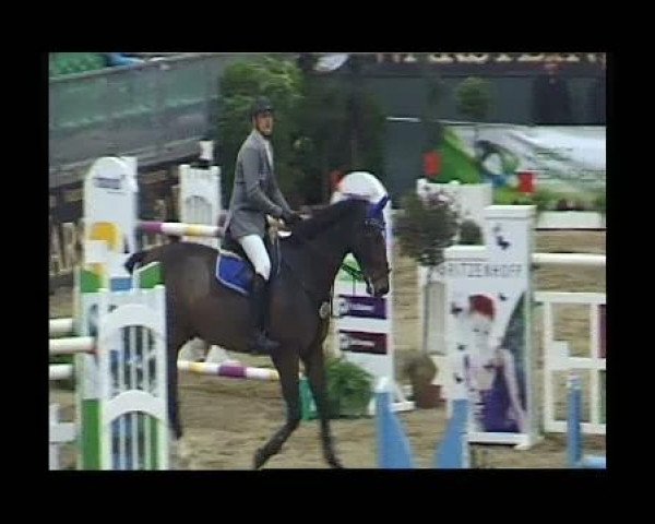 jumper Quadrago (Holsteiner, 2002, from Quantum)