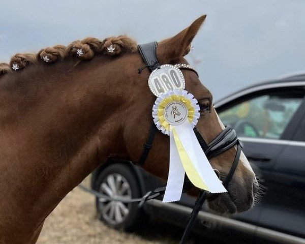 Dressurpferd Finn (Pony ohne Rassebezeichnung, 2012)