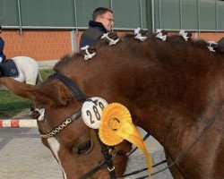 horse Lutz (unknown, 2014)
