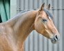 dressage horse Charly Brown (German Riding Pony, 2012, from Casino Royale K WE)