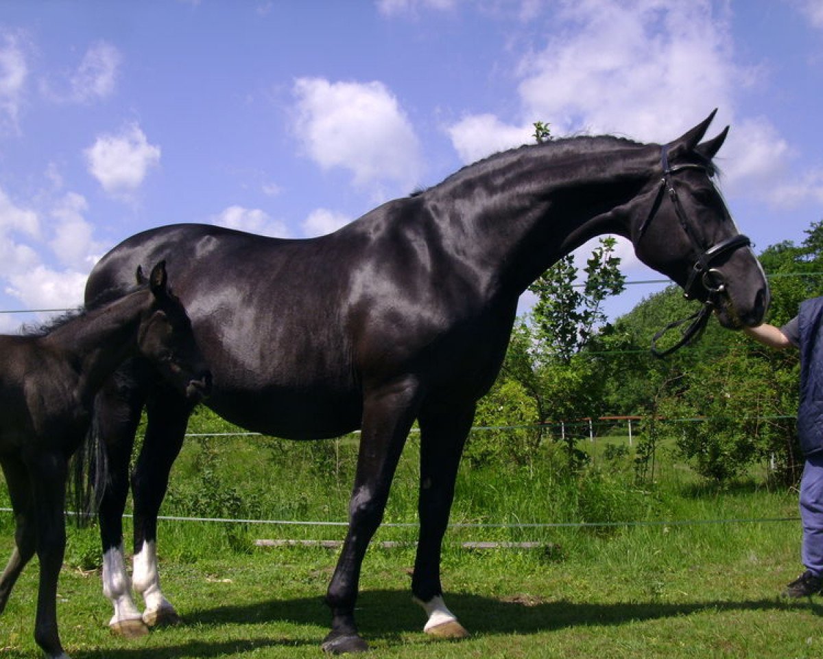 broodmare Duka N (Westphalian, 1993, from Dukt)