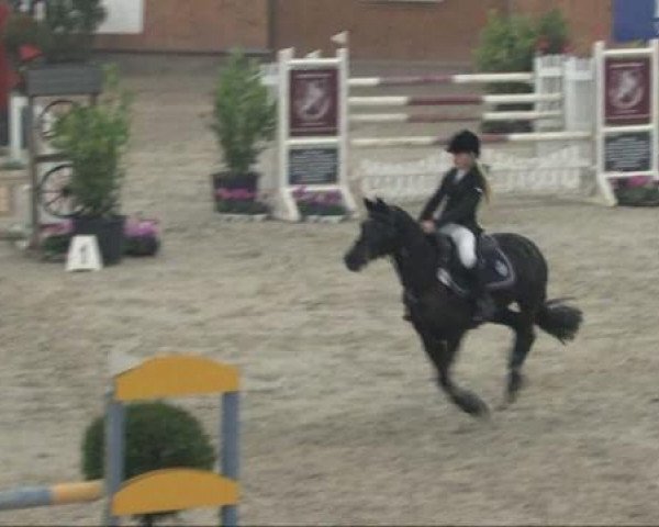 jumper Cinderella 513 (German Riding Pony, 2001, from Mariano)