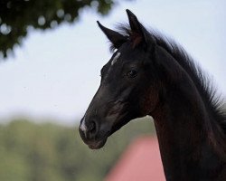 Pferd Global Dale (Deutsches Sportpferd, 2022, von Glamourdale)