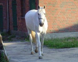 broodmare Acciaccatura (Hanoverian, 1991, from Archipel)