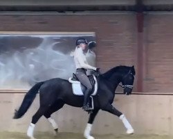 dressage horse Viva La Summer (Hanoverian, 2017, from Le Vivaldi)