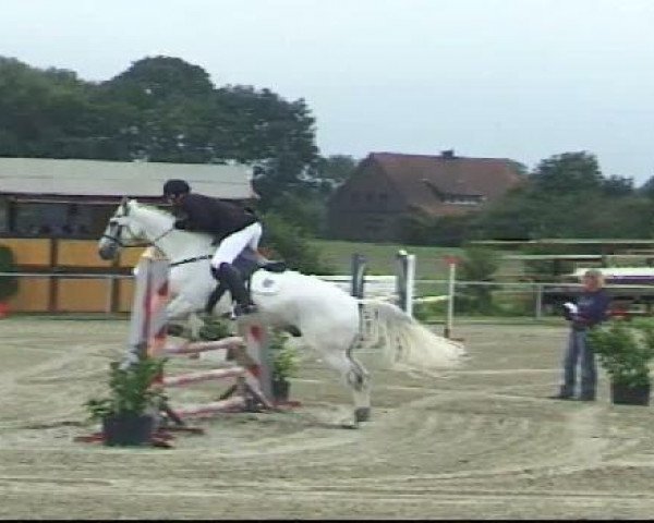 jumper Kingston 26 (Italian Warmblood, 1994)