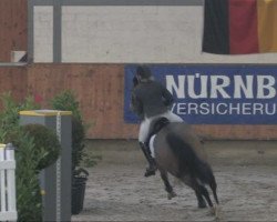 Springpferd Ücorsa (KWPN (Niederländisches Warmblut), 2001, von Corland)