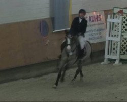 Springpferd Chiara de Luxe (Deutsches Reitpony, 2002, von FS Champion de Luxe)