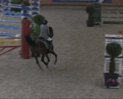 jumper Lady 1942 (German Riding Pony, 1997, from Da Capo)