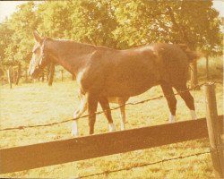 Zuchtstute Frigga (Westfale, 1971, von Frühling)