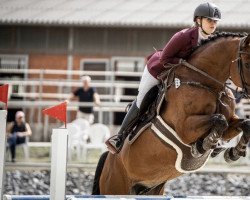 broodmare Casilla Deister (Hanoverian, 2009, from Casillas 2)