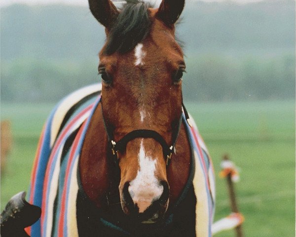 broodmare Renaissance (Rhinelander, 1983, from Rekord GL)