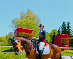 dressage horse Sweet Heidi (Oldenburg, 2015, from Scolari)