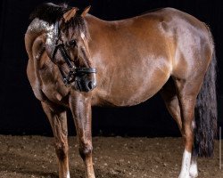 dressage horse Beldevere (German Riding Pony, 2012, from Black Ombre)