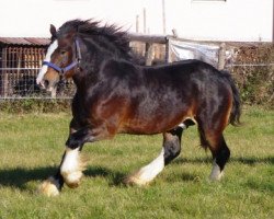 horse Rookhills Samson (Shire, 2009, from Red Brae Black Jack)