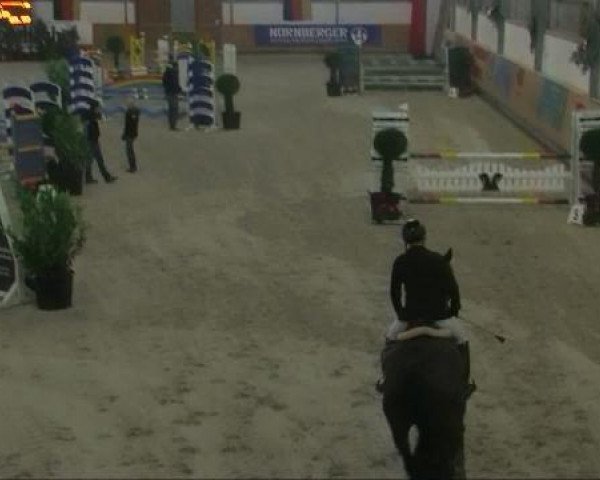 horse Wendie 10 (KWPN (Royal Dutch Sporthorse), 2003, from Lord Liberty G)