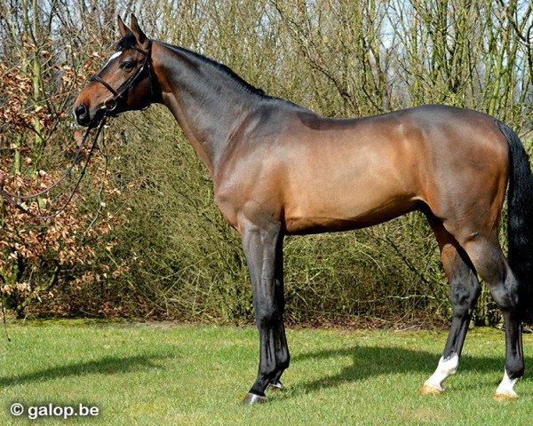 stallion Inar C (Belgian Warmblood, 2008, from Quidam de Revel)