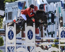 jumper Vognmandgardens Tornado (New Forest Pony, 2010, from Polsbury Pericles)