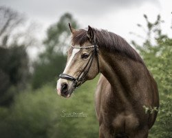 dressage horse Magical Princess (German Riding Pony, 2008, from Pythagoras B)