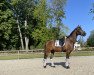 dressage horse Daylight 226 (German Riding Pony, 2006, from Der feine Lord AT)