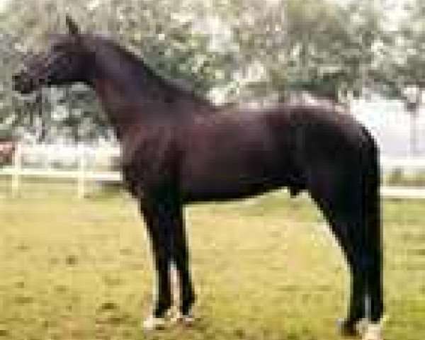 stallion Akatschi (Hanoverian, 1990, from Akzent II)